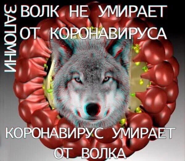 Минусовка волк. Цитаты волка. Волк с короной. Пушистый волк. Минуса с волком.