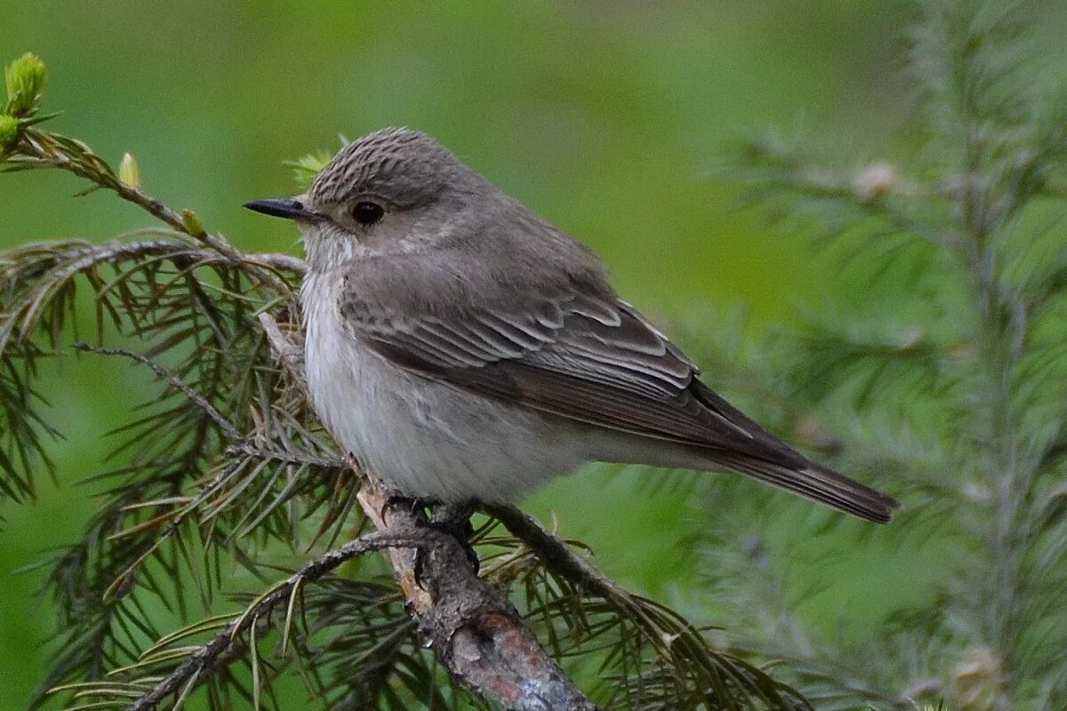 Серая мухоловка птица. Серая мухоловка (Muscicapa striata). Мухоловка серая – Muscicapa striata (Pallas, 1764). Птичка малая мухоловка. Как питается серая птица