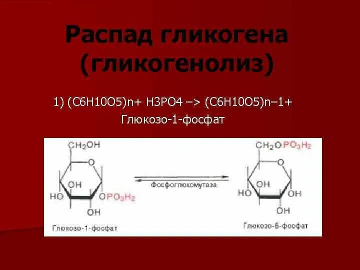 N oh 5. Гликоген в глюкозо 1 фосфат. C6h10o5 n. Гликогенолиз биохимия реакции. C6h10o4 карбоновая.