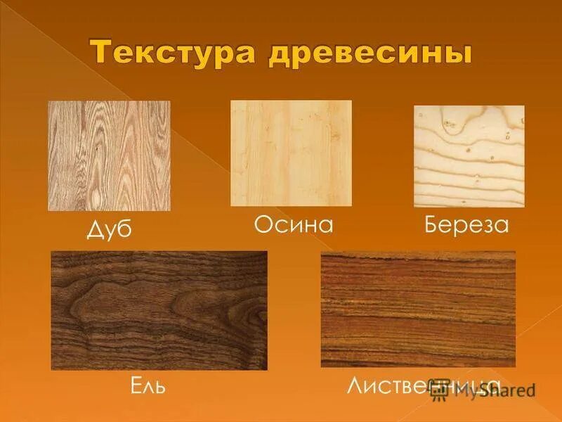 Породы древесины. Древесина разных пород. Образцы древесины разных пород. Древесина разных пород деревьев. Доминирующие древесные виды
