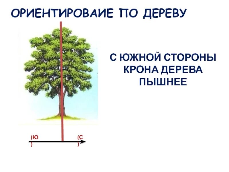 Как по деревьям определить сторону