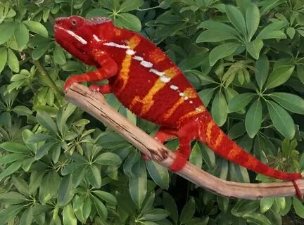 Gigant хамелеон