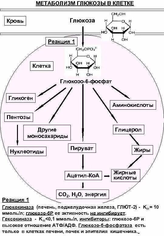 Схема общих путей метаболизма Глюкозы. Внутриклеточный метаболизм Глюкозы биохимия схема. Опишите основные пути метаболизма Глюкозы в клетках организма.. Реакция организма на глюкозу