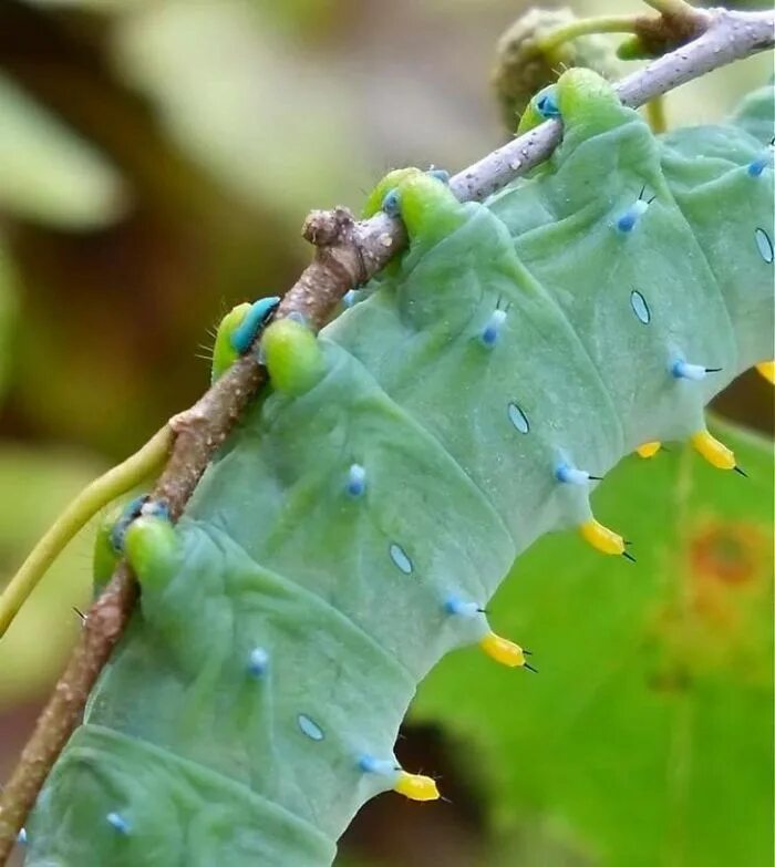 Лапки гусеницы. Cecropia гусеница. Кокон гусеницы. Редкие гусеницы.