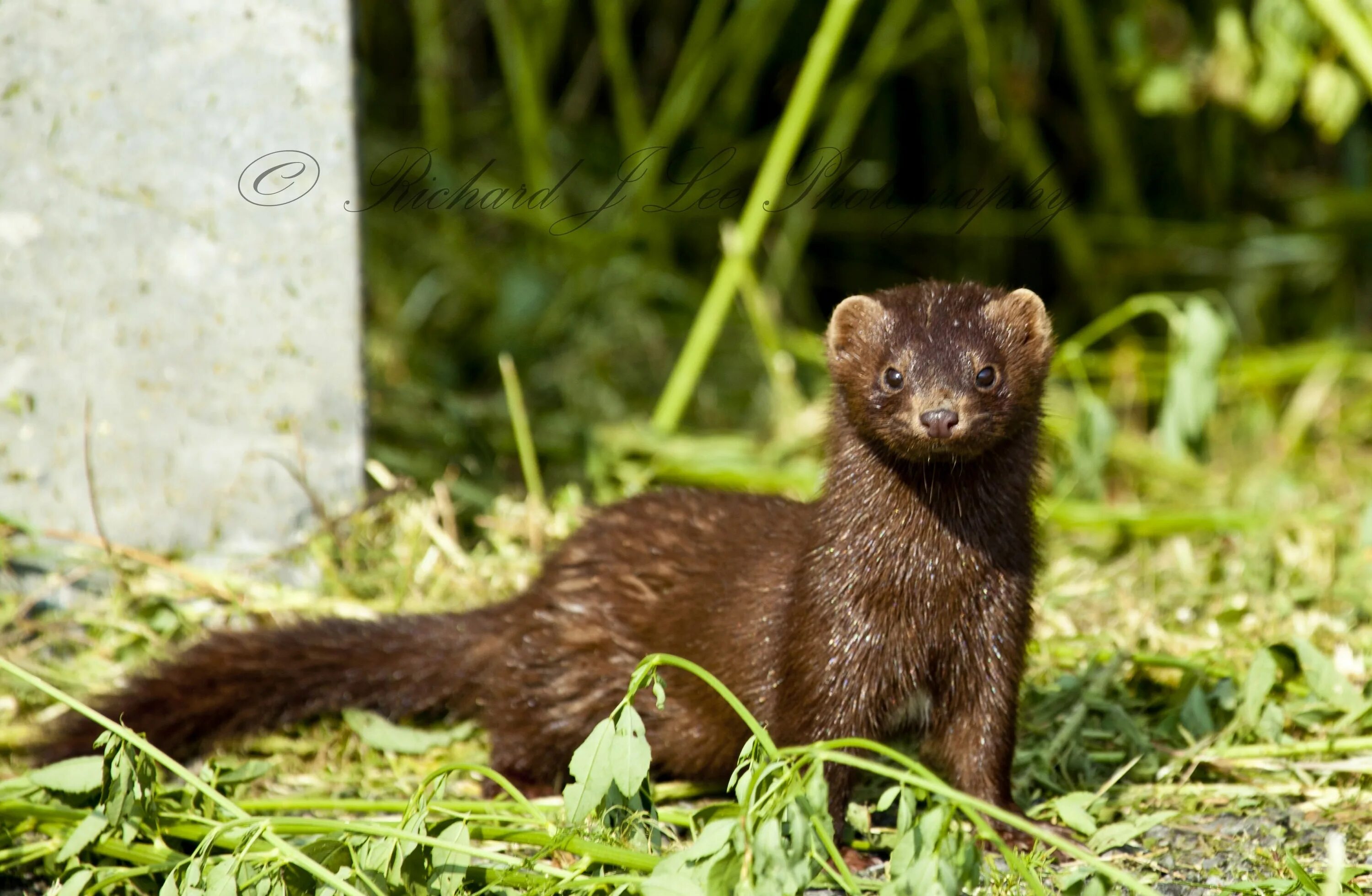 Европейская норка (Mustela lutreola). Европейская норка Mustela lutreola (Linnaeus, 1761). Кавказская европейская норка (Mustela lutreola turovi). Европейская норка – Mustela (lutreola) lutreola Linnaeus, 1761.