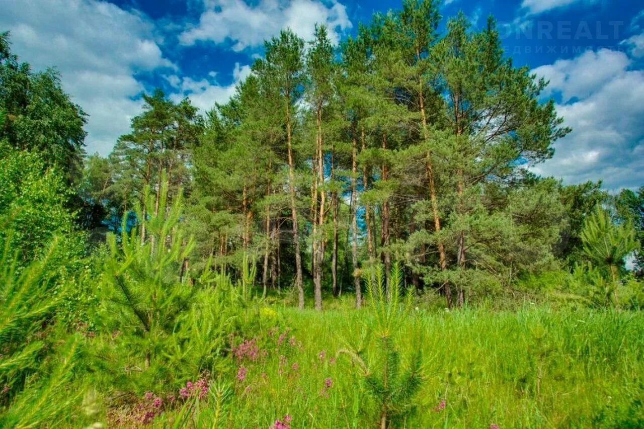 Успенское участки купить. Сосновый лес Ленинский район. Поселок дома отдыха Успенское. Плауны Московской области. Элитный поселок дома отдыха Успенское.