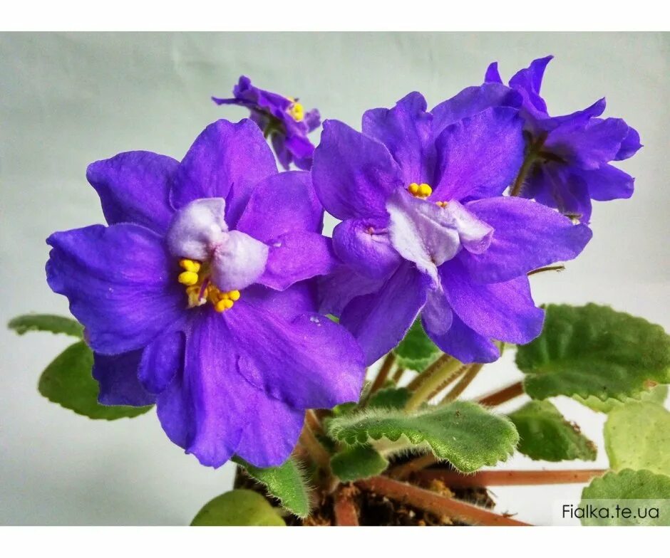 Фиалка ек аметистовое сокровище. Фиалка аметист. Ле-прозрачный аметист (е. Фиалка миднайт твист. Фиалка вв аметист.