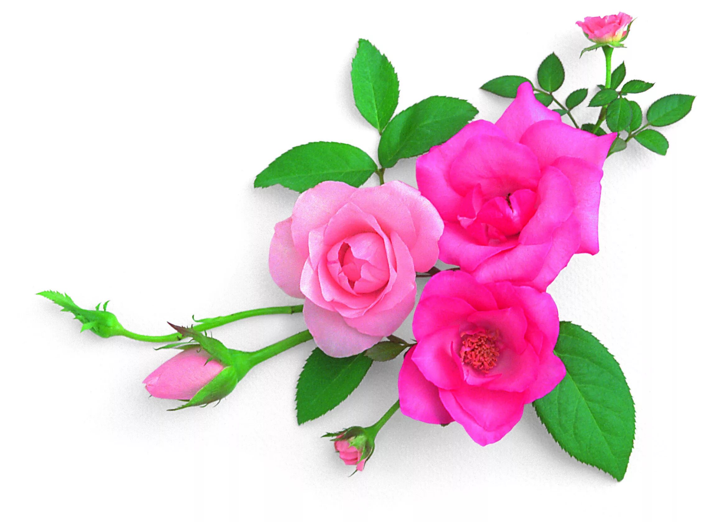 Красивые цветы для украшения. Вставить цветы. Цветы в углу. Цветы на прозрачном фоне. Цветы угловые.