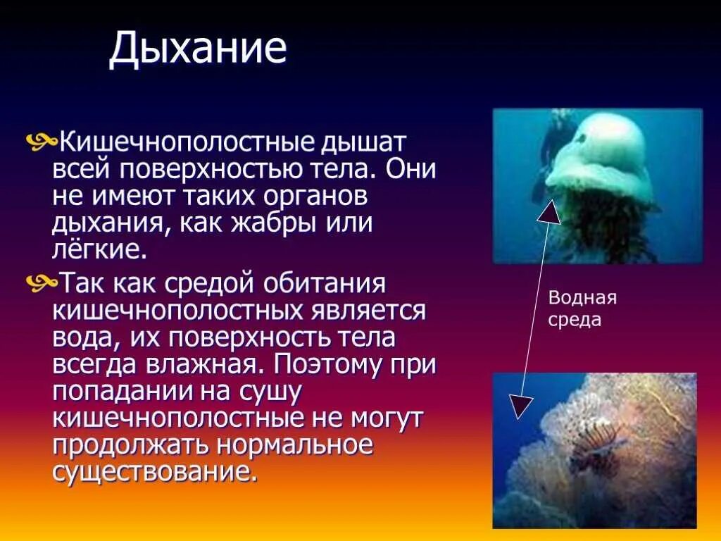 Сообщение многообразие кишечнополостных и их значение. Сообщение о кишечнополостных. презентация по биологии кишечнополостные. краткая информация про кишечнополостных. сообщение по кишечнополостным..
