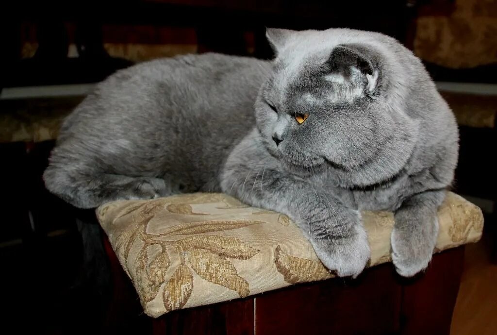 найти кошку для вязки вислоухую черную. вязка британцев. скоттиш страйт кот вязка тихвин. кот для вязки. ищу кошку для вязки.