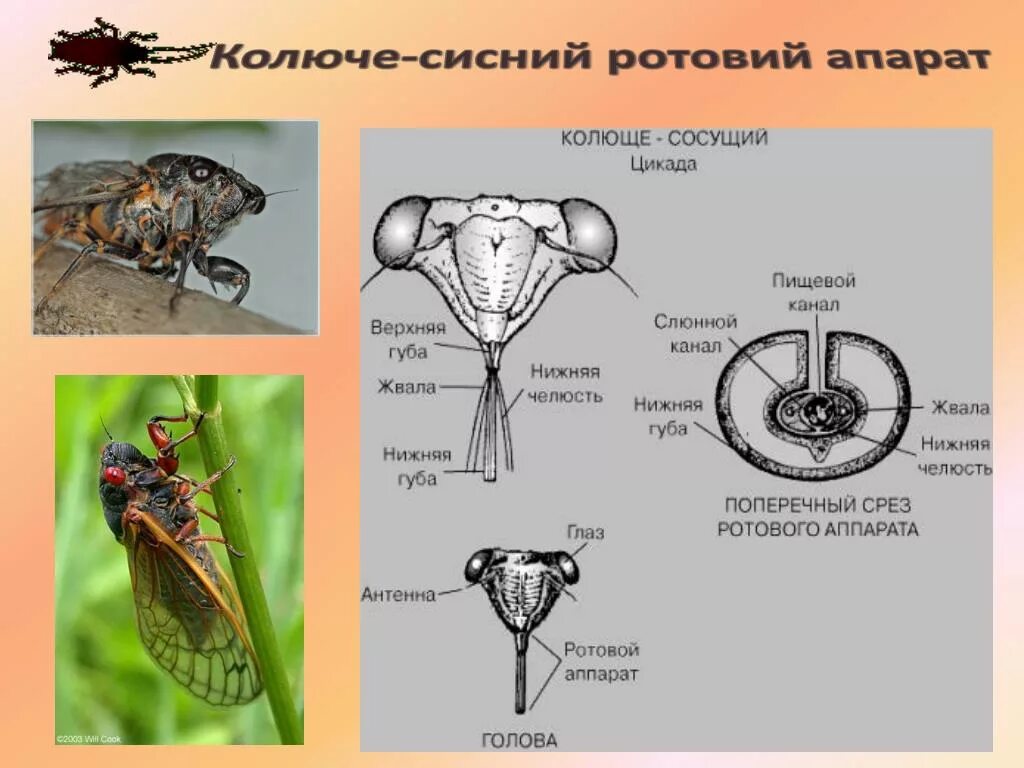 Ротовой аппарат цикады. Равнокрылые ротовой аппарат. Типы ротовых аппаратов насекомых. Строение ротовых органов насекомых.
