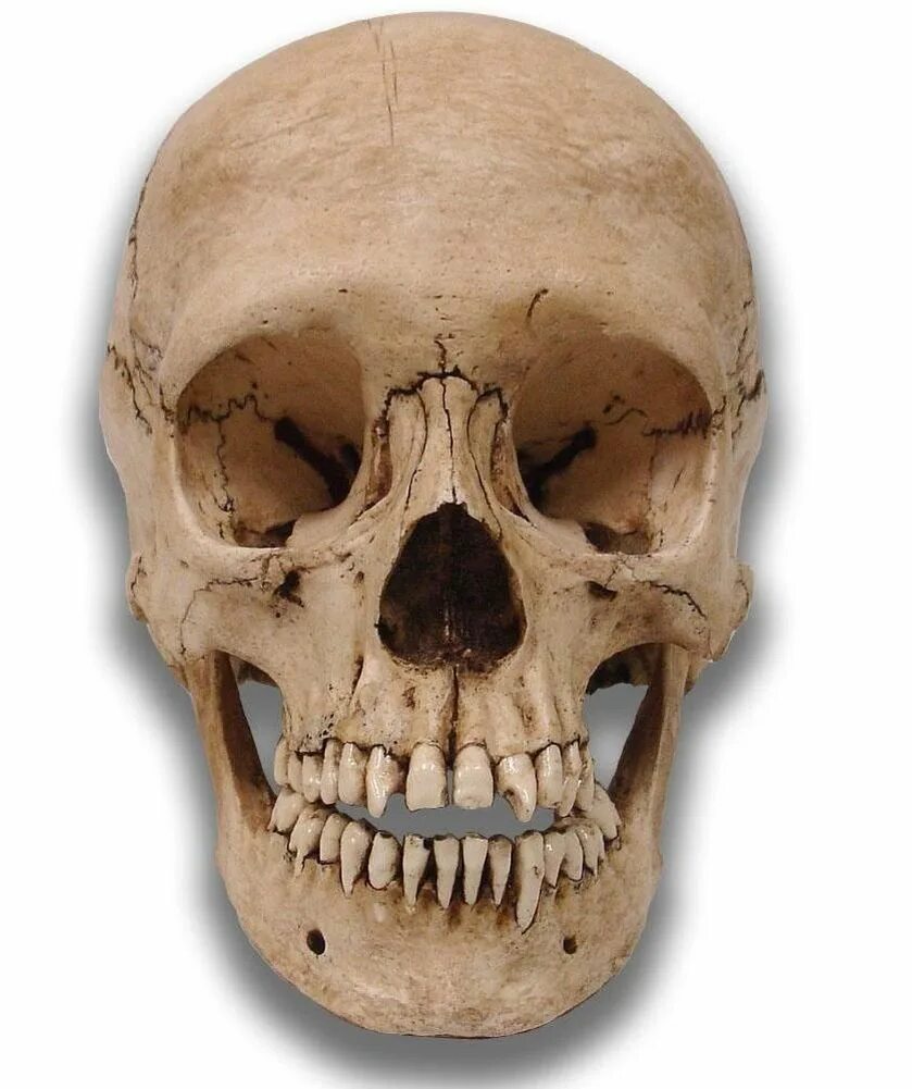 Bone head