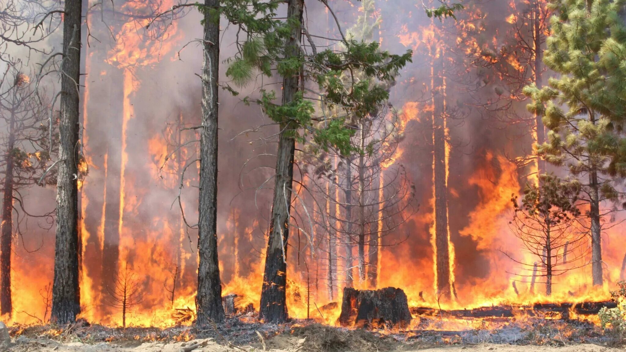 The fire broke early this morning. Пожар в лесу. Пожар в лесу и звери. Пожар панорама. Пожар в лесу панорама.