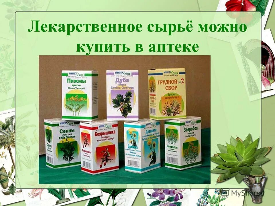 лечебные травы в аптеке. трава продающаяся в аптеке. бадан толстолистный препараты. марва оганян список трав на 21. травы в аптеке список.