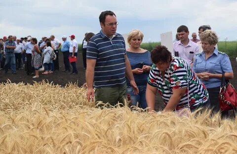Погода липецкая хлевенский