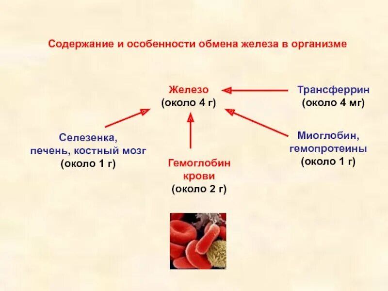 Для чего нужно железо для человека. Железо функции в организме. Роль железа в организме человека. Железо функции в организме человека кратко. Элемент железо в организме человека.