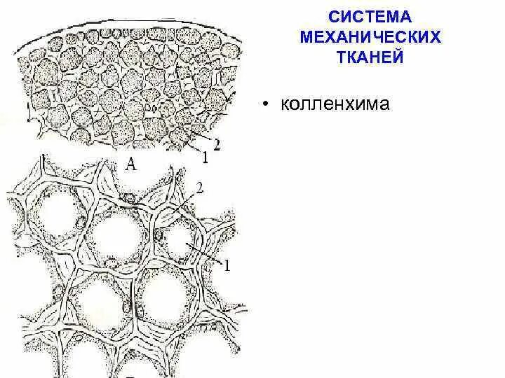 Механическая ткань часть впр. Механическая ткань растений склеренхима. Колленхима черешка листа свеклы обыкновенной. Уголковая колленхима черешка листа свеклы. Колленхима стебля тыквы.