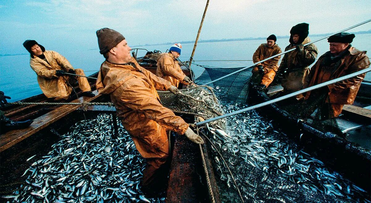 Промысел среда. Промысел рыбы. Рыбный промысел. Рыболовство и аквакультура. Рыбопромышленный комплекс.