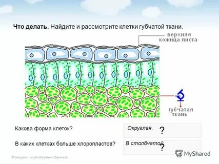 Какие ткани столбчатые