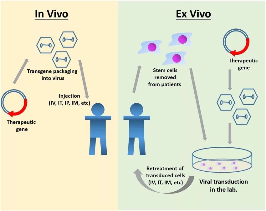 Схемы генной терапии in vivo и ex vivo. Генная терапия in vivo ex vivo in vitro. Генная терапия: in vivo, ex vivo, in situ. In vivo и in vitro что это такое.