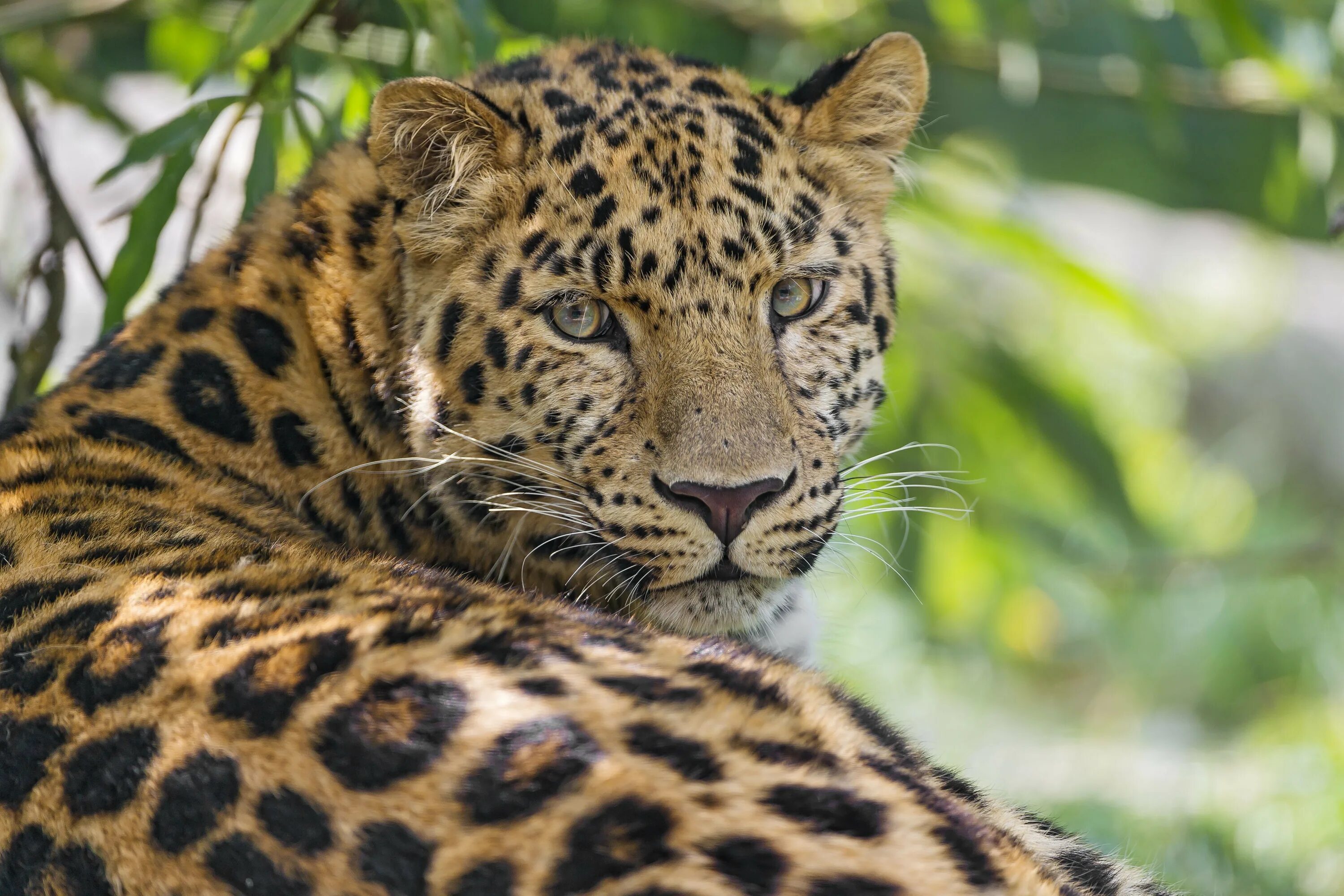 Рысь обыкновенная с рысятами. Дымчатый леопард меланист. Бобкэт рысь. Рысь кавказская сочинский национальный парк. Обыкновенная рысь детеныши.