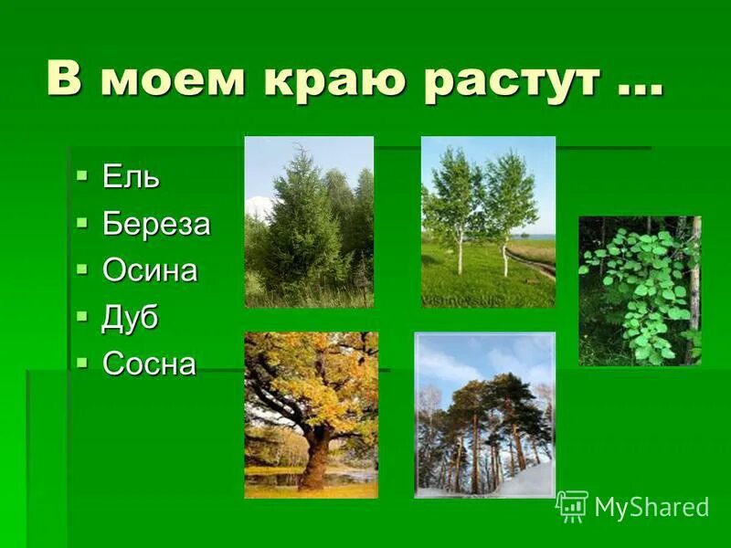 Края расти. Береза осина ель. Ели, сосны, березы, осины. Березы осины ели. Береза осина сосна.