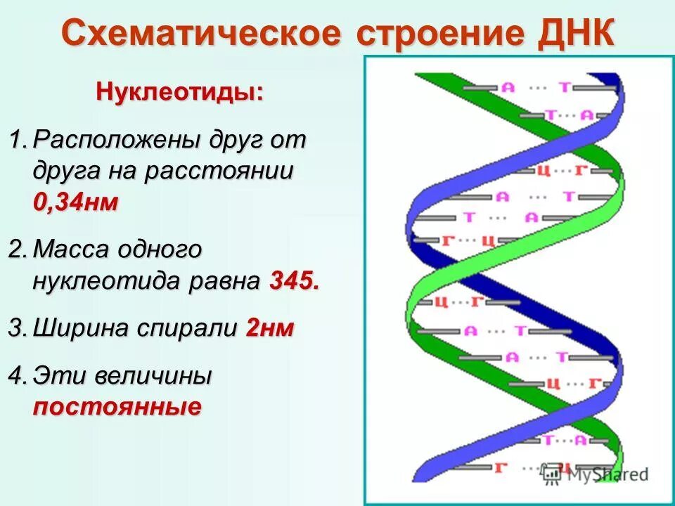 молекулярная масса 1 аминокислоты. как определить количество нуклеотидов в днк. длина фрагмента днк. процентное содержание нуклеотидов. число нуклеотидов в днк 100 определите длину этого участка.