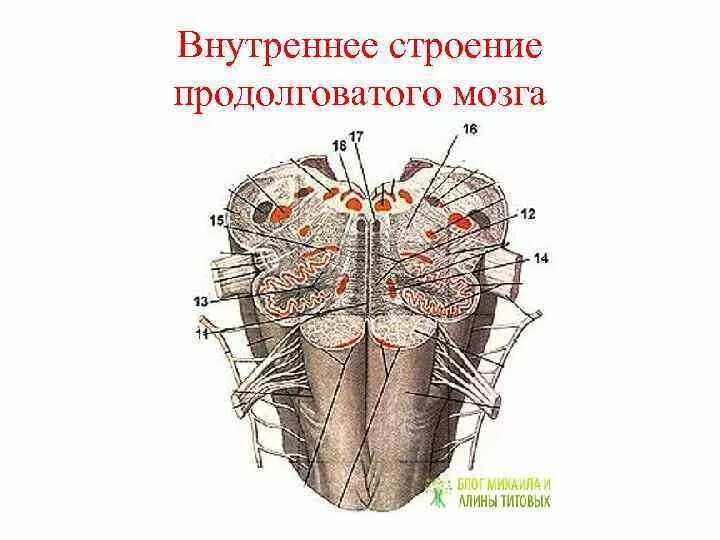 Вентральная поверхность продолговатого мозга. Ядро оливы продолговатого мозга. Продолговатый мозг строение ядра. Продольный срез продолговатого мозга. Ядра продолговатого мозга схема.