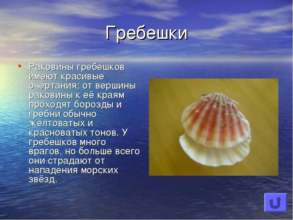 Тридакна морской гребешок. Морские гребешки (семейство Pectinidae). Раковина морского гребешка и устрицы. Морской гребешок класс моллюсков.