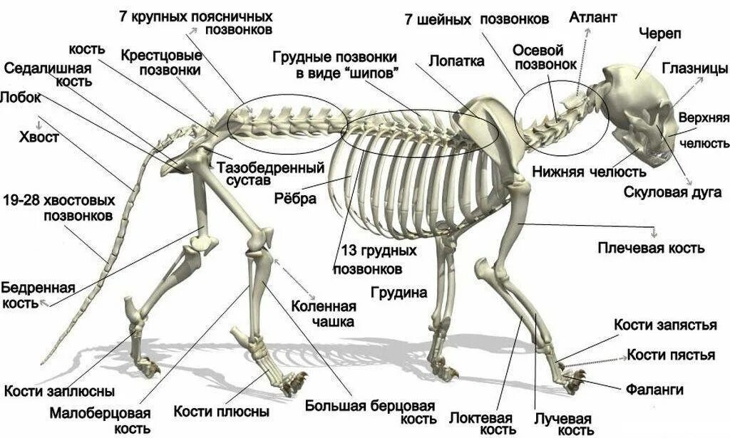 Кости в скелете млекопитающих соединяются между собой. Скелет кота строение. Скелет кошки анатомия ребра. Скелет лапы кошки строение. Строение скелета кошки Грудина.