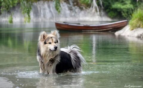 Красивые животные у реки
