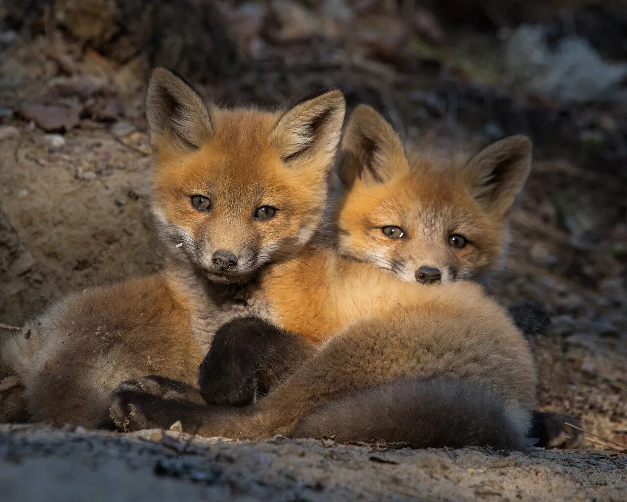 Лиса. Лисята. Две лисы. Лисица с лисятами. Fox ii