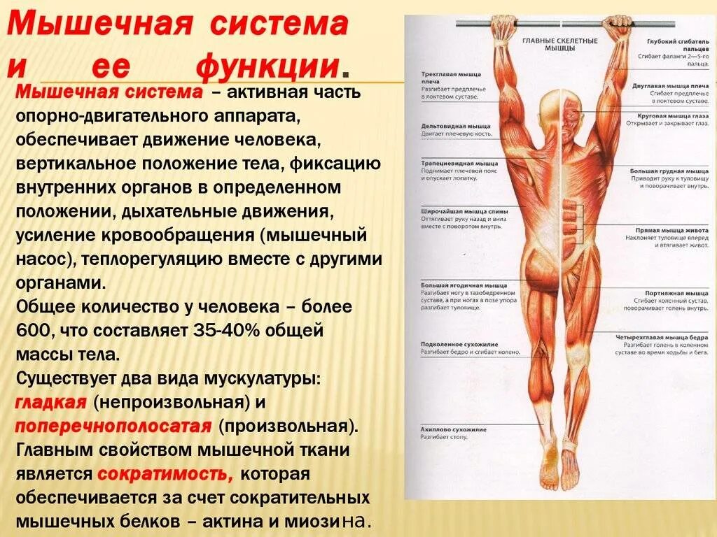 Органы мышечной системы и функции системы. Мышечная система строение и функции. Мышцы туловища и их функции анатомия. Мышечная система скелетные мышцы строение функции.