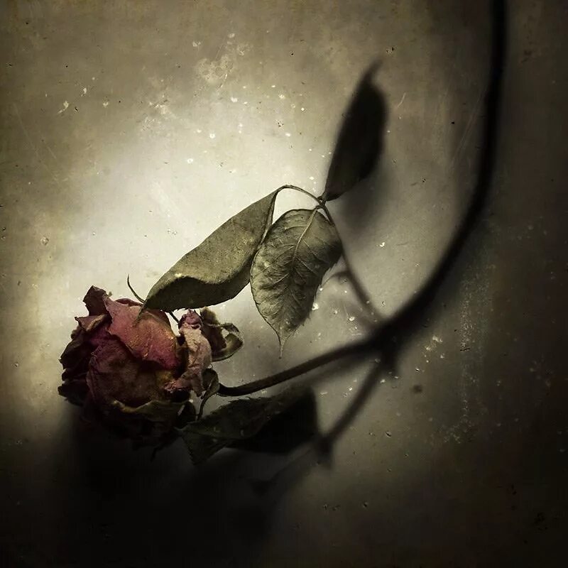 Я найду свое счастье по увядшим цветам. Увядший цветок. Мертвые цветы. Засохшие цветы.