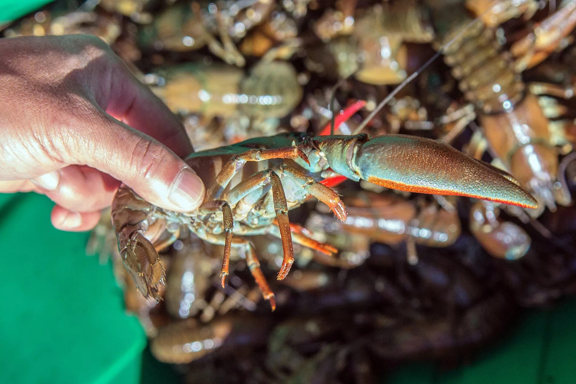 Речные рачки для аквариума. Рачки в аквариуме. Содержимое раки. Содержимое раки. Рачья ферма.