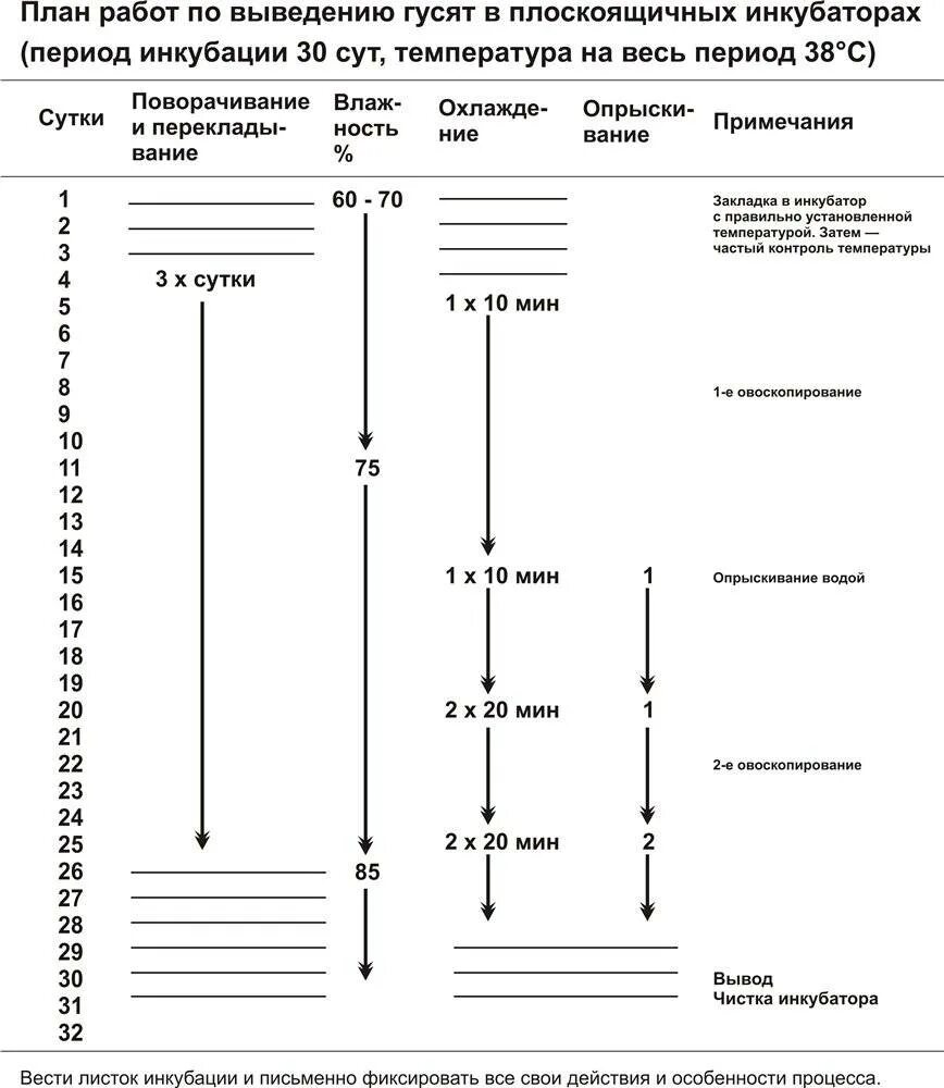 Таблица температуры инкубации куриных яиц по дням. Таблица инкубации гусиных яиц. Схема инкубации гусиных яиц в пенопластовых инкубаторах. Таблица вывода гусят в инкубаторе Несушка. Режим инкубации гусей таблица.