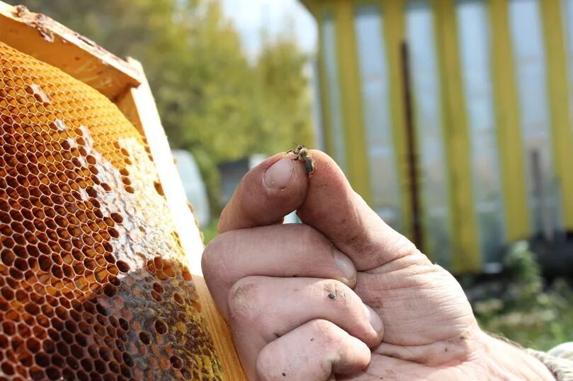 Пчеловод профессия. Старинная сетка пчеловода. Пчеловоды трактористы. Пчеловод перевод.
