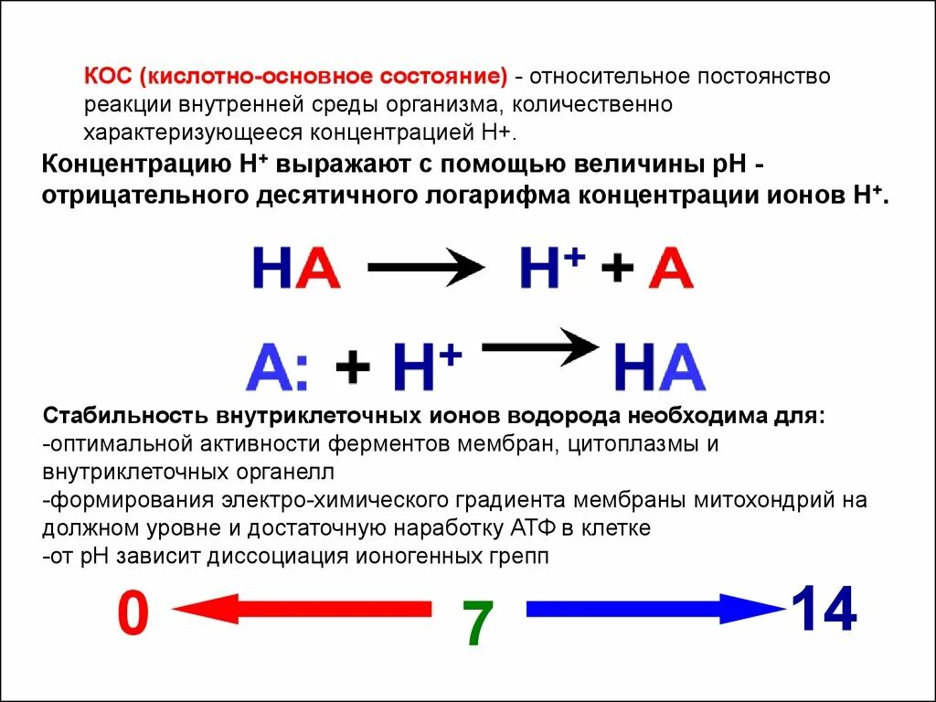 Кислотно основная система. Понятие о кислотно-основном состоянии организма. Понятие кислотно-основного состояния крови. Кислотно-основные состояния. Основные понятия кислотно-основного состояния.