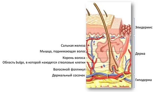 Стволовые клетки волоса. Строение волоса с нишей. Клетки волосяного фолликула. Ниша со стволовыми клетками волос.