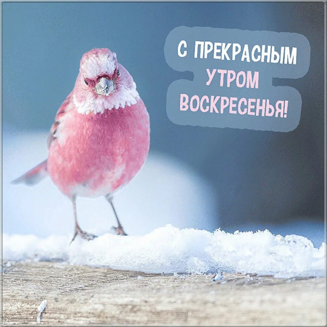 Доброе воскресенье зимы. Доброе утро воскресенье зима. Доброе Воскресное зимнее утро. Доброе зимнее утро воскресенья. С добрым воскресным зимним утром.