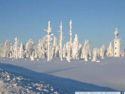 Новогодние березники