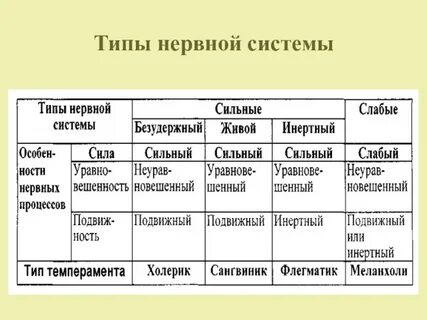 Какие есть типы нервной системы