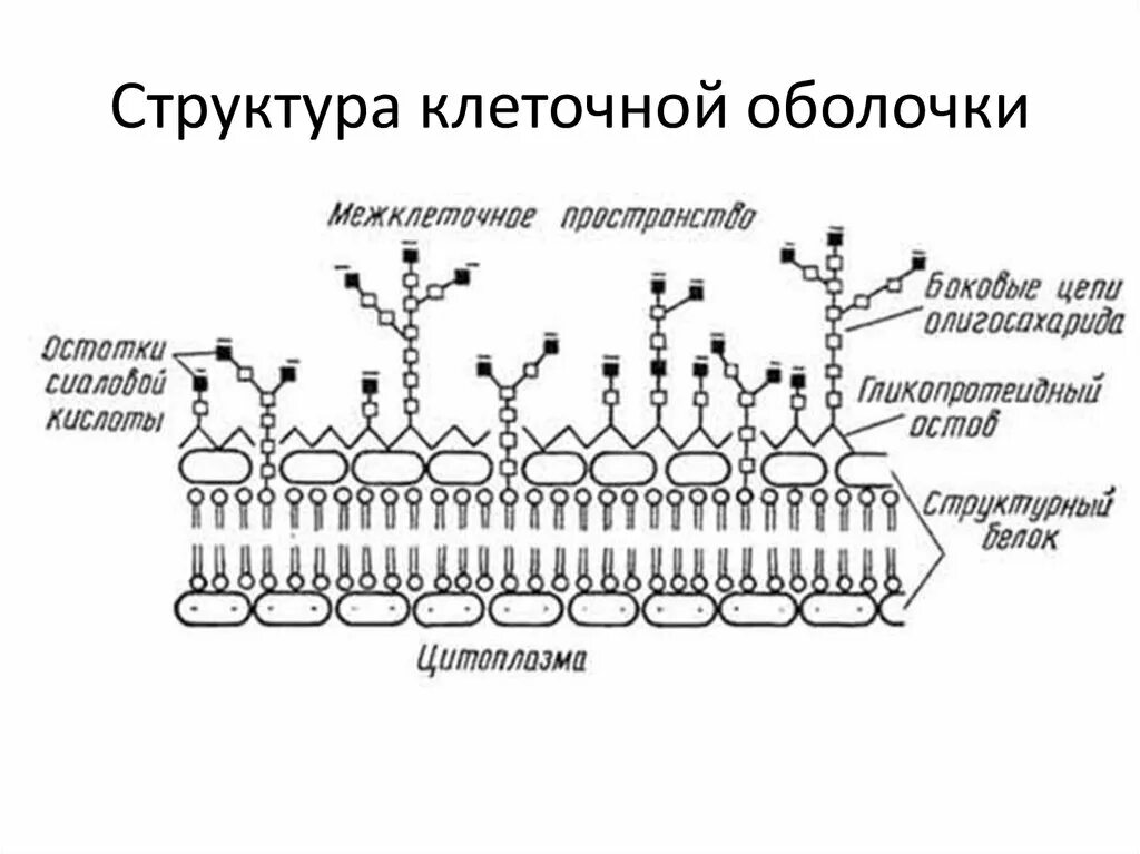 Какова роль клеточной оболочки. Схема строения клеточной мембраны. Строение клеточной оболочки макроструктура.