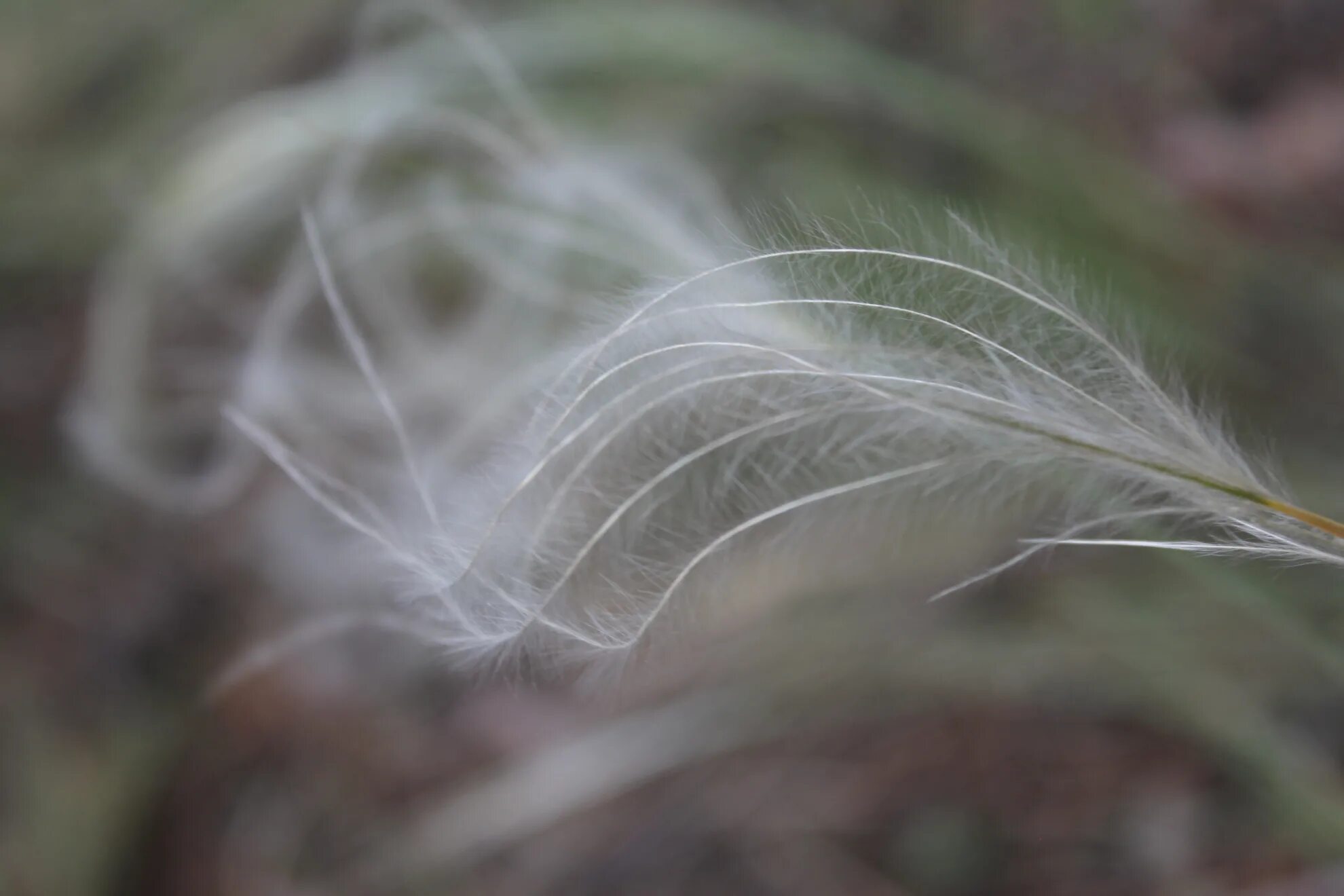 Ковыль перистый (Stipa pennata). Ковыль перистый (Stipa pennata l.). Ковыль перистый семена. Ковыль Зерновка.