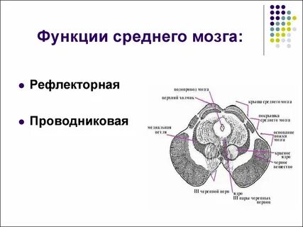 Какие функции выполняет средний мозг человека