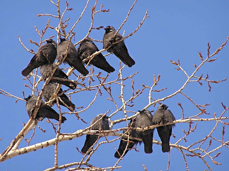 Собрались птицы в большие. Стая галок. Птицы на дереве. Птицы прилетели. Вороны на дереве.