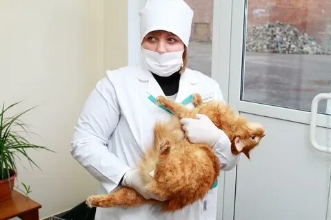Студенты ветеринары