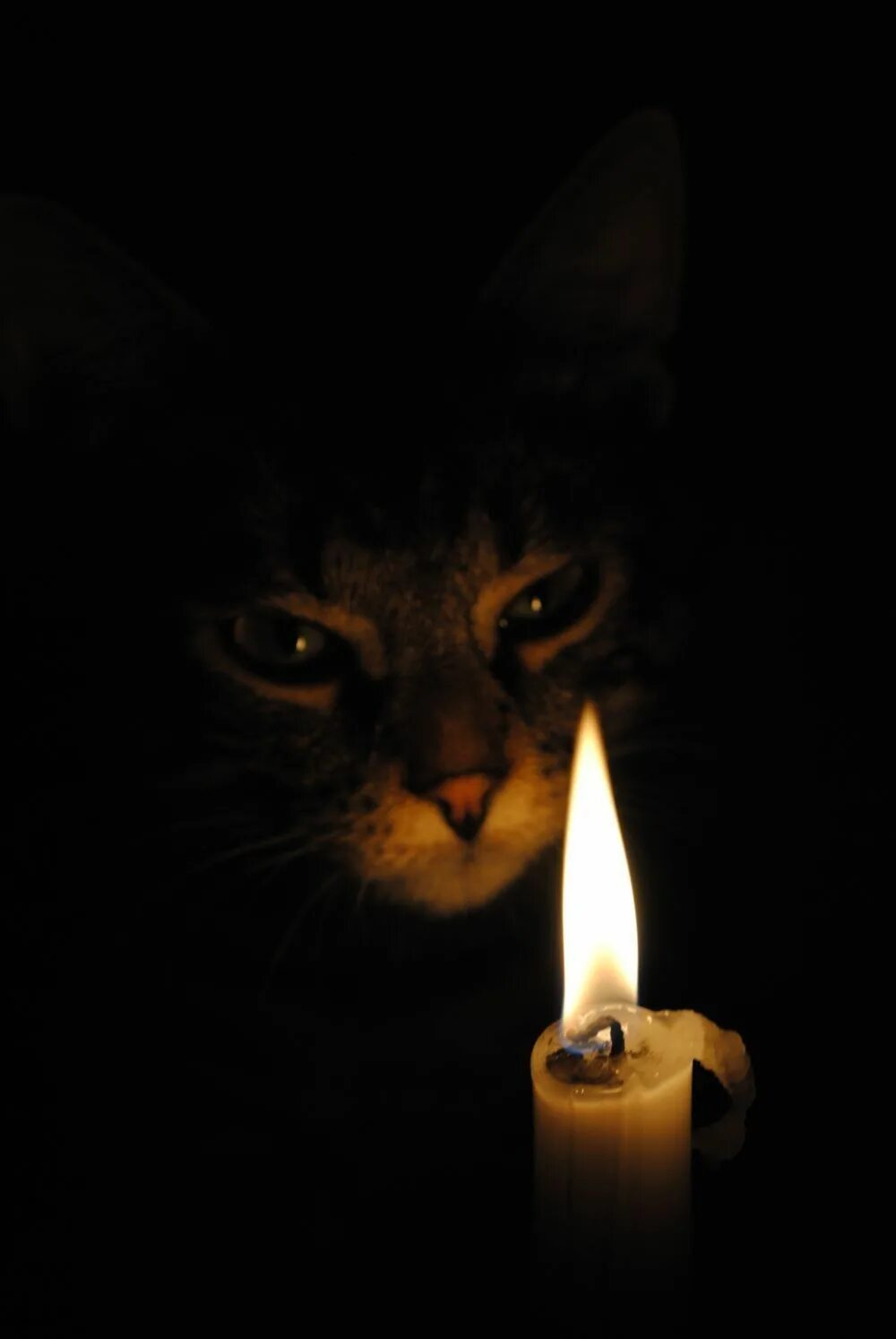 Кот и свеча. Котик со свечкой. Черный кот со свечкой. Свечи котики. Кот и свеча.
