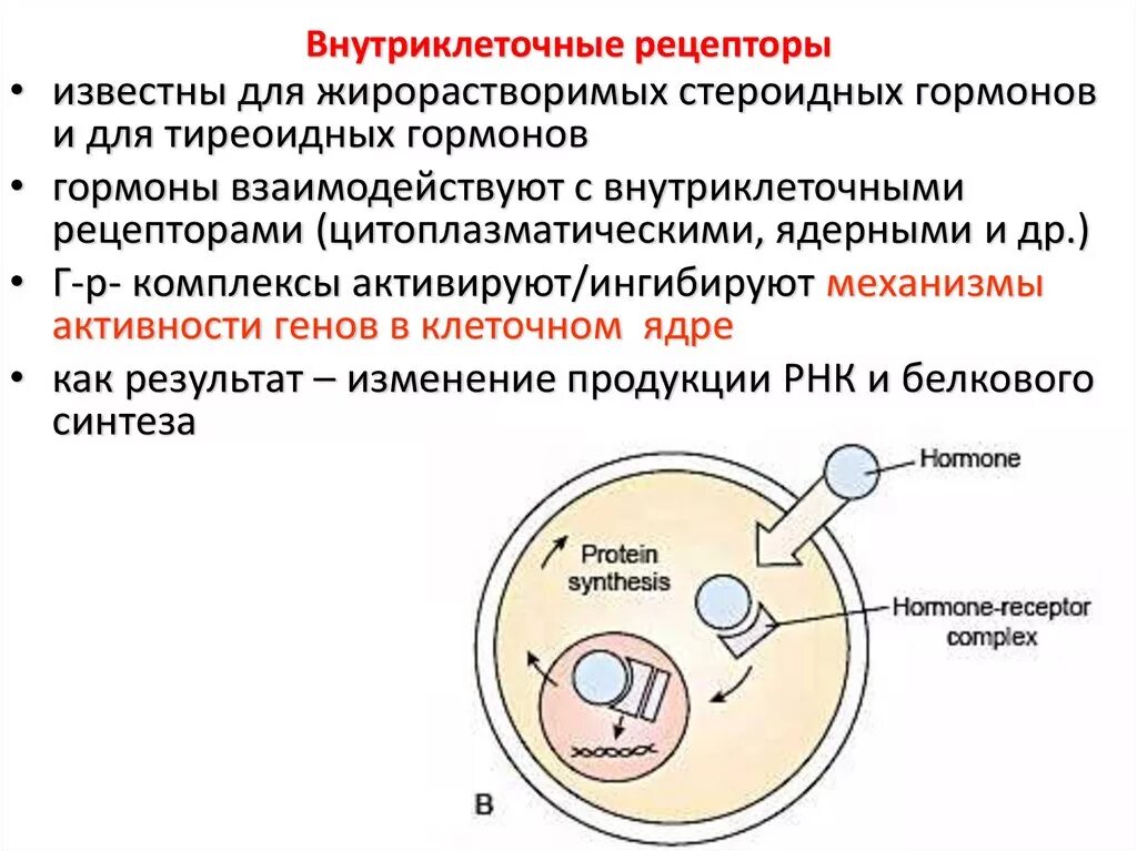 Гормоны активирующие внутриклеточные рецепторы. Клетки мишени тиреоидных гормонов. Комплекс гормон - внутриклеточный Рецептор:. Внутриклеточные рецепторы стероидных гормонов.