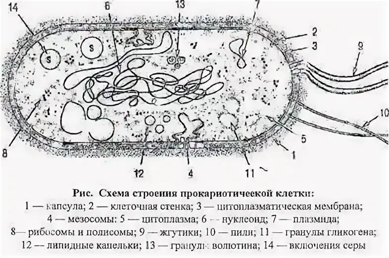 Строение прокариотической бактериальной клетки. Схема строения прокариотической клетки. Строение прокариотической клетки рисунок. Прокариотическая бактериальная клетка строение.